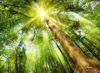 透过茂密的树叶的阳光深林仰视图片
