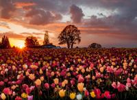 郁金香花田唯美图片