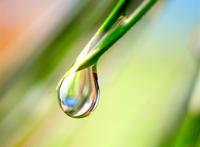 挂在叶尖的露珠特写图片