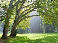 大树荫下的平坦的草地图片