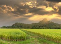 稻田里成长的稻谷图片