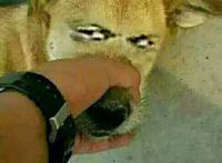 好了，二狗你不要再说了