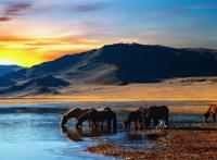 高原草地上喝水的野马群图片