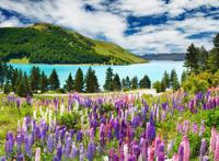 山脚下公路旁盛开的花朵图片