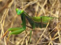草地上的螳螂实景实拍图片
