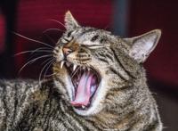 张开大嘴的猫咪图片