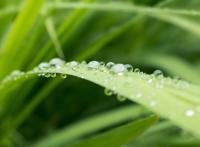 草叶上面的露珠图片