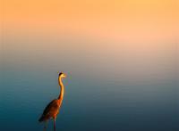 湖面站立的丹顶鹤唯美图片