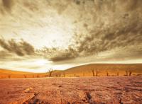 干涸裂开的土地和枯死的树木沧桑图片