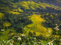 山野梯田美景图片