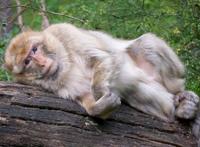 躺着的休闲的猴子图片