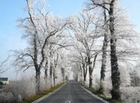 碧树银装公路美景图片