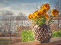 阳台上的花盆唯美图片