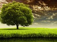 大树草地晚霞立体唯美图片