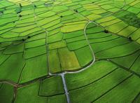 高空俯视一块块绿色田地图片