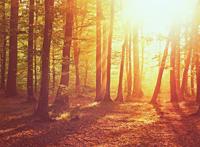 暖暖的阳光透过树林图片
