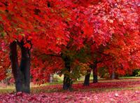 火红的枫树林遍地枫叶