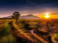 水稻农田近景图片