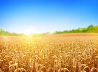 炎炎烈日下成熟金光的大麦图片