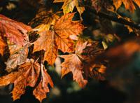 枯黄的枫叶图片