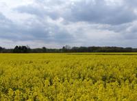 乡村油菜花田图片