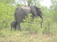 活动中大象母子图片