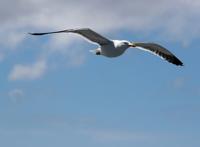 高空中展翅飞翔的海鸥图片