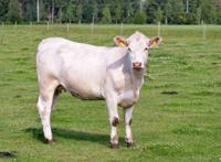 白色的小牛犊图片