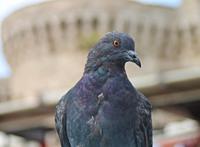 灰色的鸽子图片