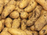 刚挖出的土豆高清图片