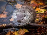 岸边蜷着的豚鼠图片