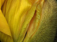 女人青春期外阴长什么样 女人外阴有几种样子