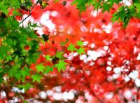 绿色和红色枫叶唯美图片