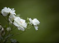 实拍绿色背景白色玫瑰图片