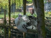 野生动物园内的白色的火鸡图片