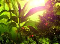 茂密的热带植物阳光图片