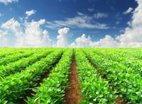 蔚蓝的天空下绿油油的菜地图片