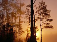 长在水中的灌木丛林黄昏朦胧梦幻落日图片