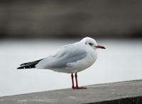 冬季孤独的海鸥图片