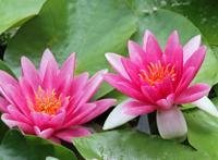 盛开的两朵睡莲图片