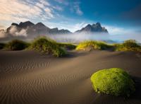 沙漠中的小植物从图片