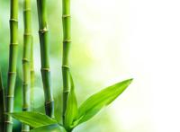嫩绿的竹叶背景小清新图片