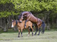 公马配母驴视频 两个大公马配母驴视频