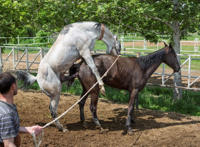 公马日处马近视频日死尸 大公马配处小毛驴视频