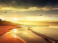 壮丽黄昏海滩落日海鸟盘旋图片