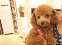 泰迪犬日人视频 人日响视频 2017人日人