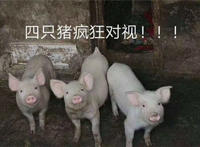 四只猪疯狂对视