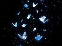 蓝色蝴蝶黑色背景绚丽图片