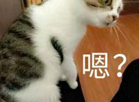 猫咪：嗯表情