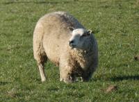 一只在张望的绵羊在草地上